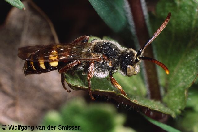 Wespenbiene Nomada ruficornis Männchen