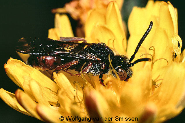 Wespenbiene Nomada similis Weibchen