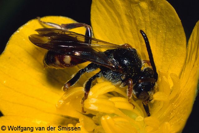 Wespenbiene Nomada similis Männchen