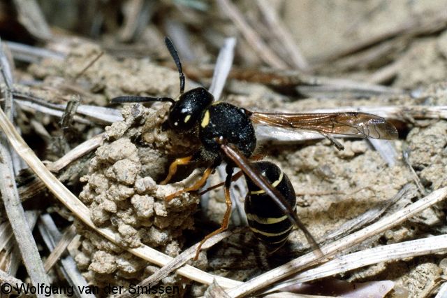 Solitäre Faltenwespe Odynerus melanocephalus Weibchen