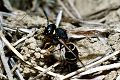 Solitäre Faltenwespe Odynerus melanocephalus Weibchen