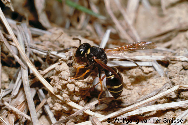 Solitäre Faltenwespe Odynerus melanocephalus Weibchen