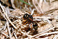 Solitäre Faltenwespe Odynerus melanocephalus Weibchen