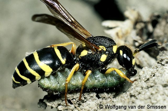 Solitäre Faltenwespe Odynerus reniformis Weibchen mit Beute