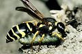 Solitäre Faltenwespe Odynerus reniformis Weibchen