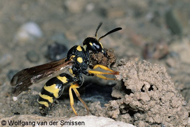 Solitäre Faltenwespe Odynerus reniformis Weibchen