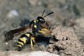 Solitäre Faltenwespe Odynerus reniformis Weibchen