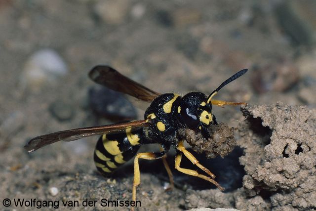 Solitäre Faltenwespe Odynerus reniformis Weibchen