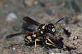 Solitäre Faltenwespe Odynerus reniformis Weibchen