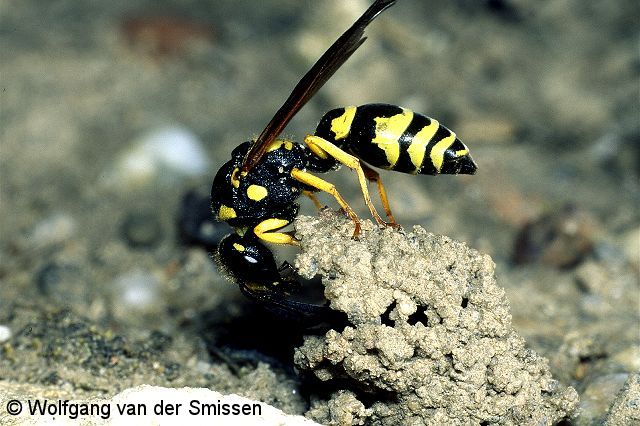 Solitäre Faltenwespe Odynerus reniformis Weibchen