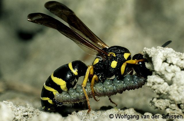 Solitäre Faltenwespe Odynerus reniformis Weibchen mit Raupe