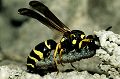 Solitäre Faltenwespe Odynerus reniformis Weibchen