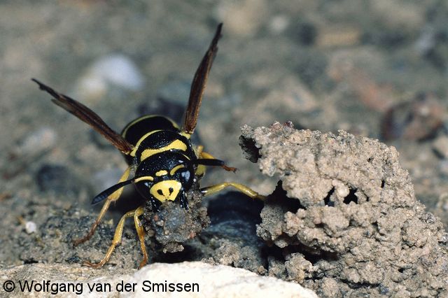 Solitäre Faltenwespe Odynerus reniformis Weibchen