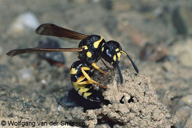 Solitäre Faltenwespe Odynerus reniformis Weibchen