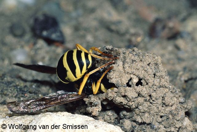 Solitäre Faltenwespe Odynerus reniformis Weibchen