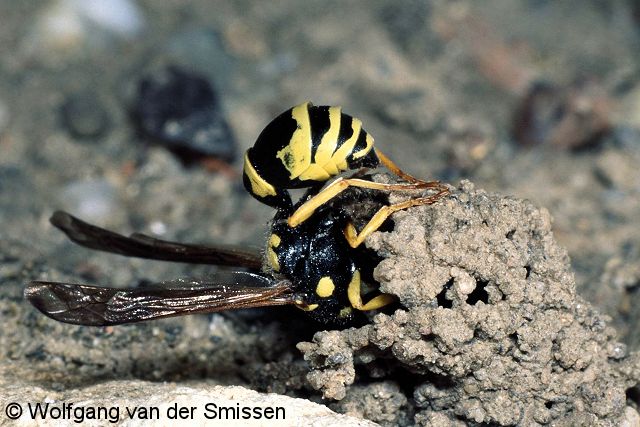 Solitäre Faltenwespe Odynerus reniformis Weibchen