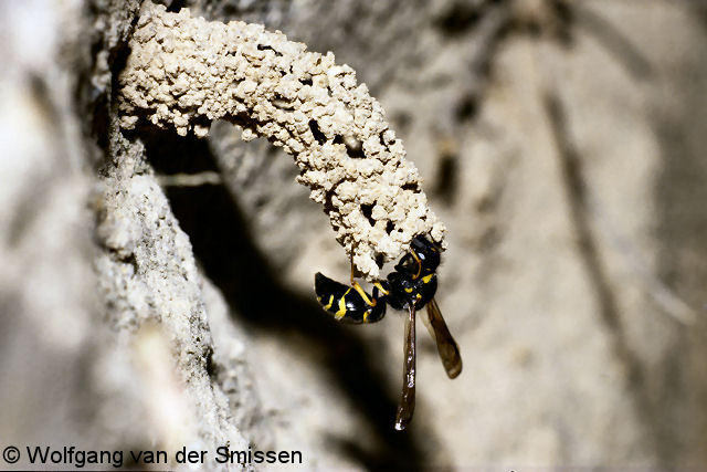 Solitäre Faltenwespe Odynerus spinipes Weibchen