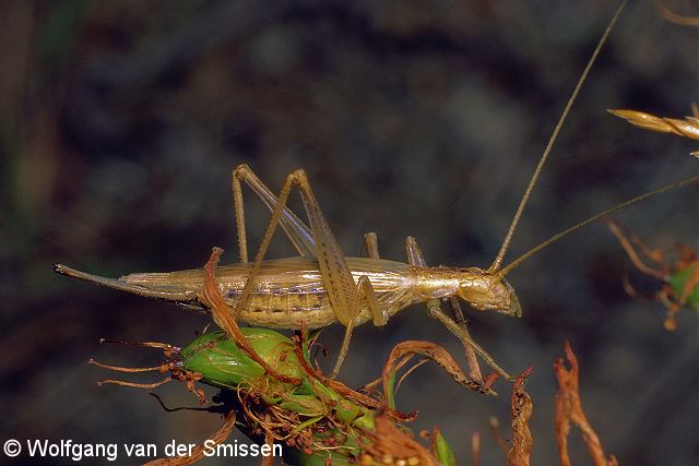 Grille Oecanthus pellucens (Weinhähnchen) Weibchen