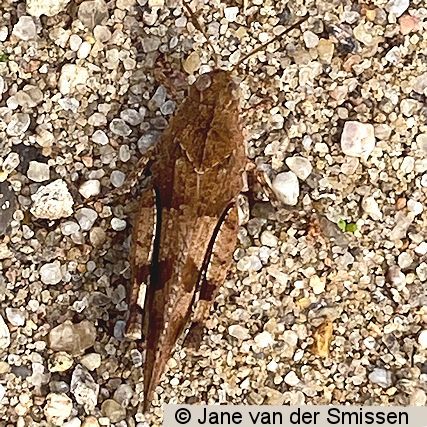 Feldheuschrecke Oedipoda caerulescens (Blauflügelige Ödlandschrecke)