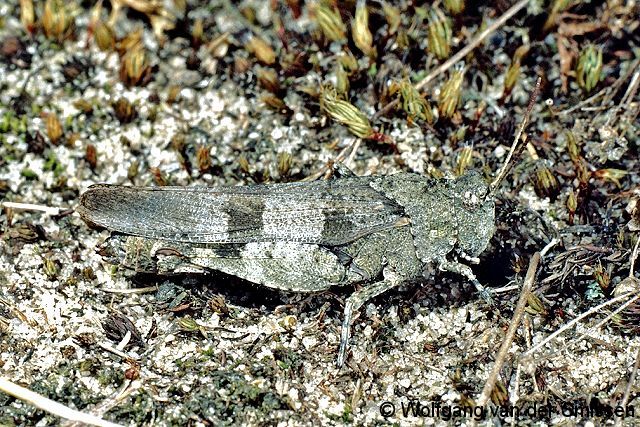 Feldheuschrecke Oedipoda caerulescens (Blauflügelige Ödlandschrecke) Weibchen