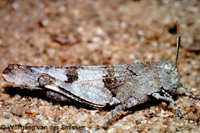 Feldheuschrecke Oedipoda caerulescens (Blauflügelige Ödlandschrecke) Männchen