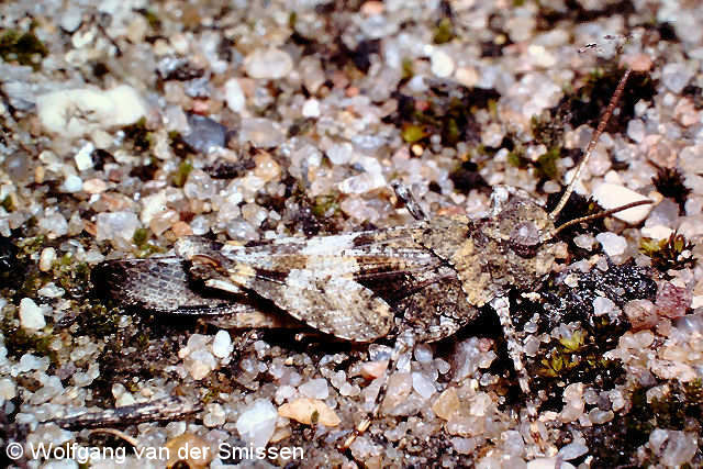 Feldheuschrecke Oedipoda caerulescens (Blauflügelige Ödlandschrecke) Männchen