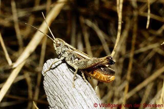 Feldheuschrecke Omocestus haemorrhoidalis (Rotleibiger Grashüpfer) Männchen