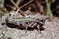 Feldheuschrecke Omocestus haemorrhoidalis (Rotleibiger Grashüpfer) Weibchen