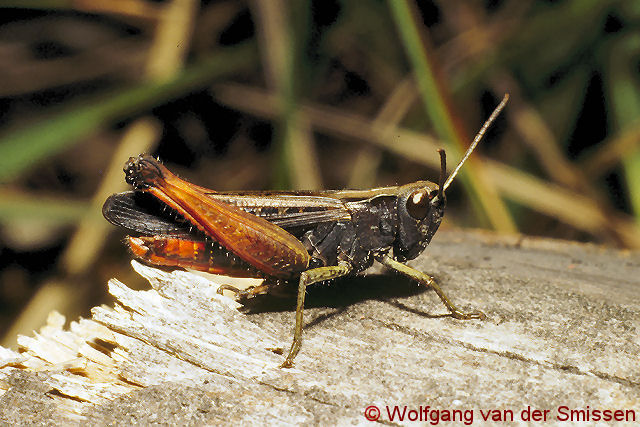 Feldheuschrecke Omocestus rufipes (Buntbäuchiger Grashüpfer) Männchen