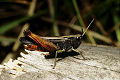 Feldheuschrecke Omocestus rufipes (Buntbäuchiger Grashüpfer) Männchen