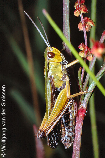 Feldheuschrecke Omocestus viridulus (Bunter Grashüpfer) Männchen