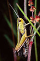 Feldheuschrecke Omocestus viridulus (Bunter Grashüpfer) Männchen