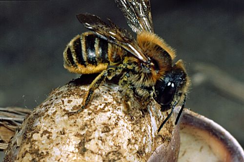 Mauerbiene auf Schneckenhaus