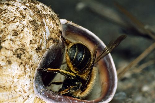 Mauerbiene auf Schneckenhaus