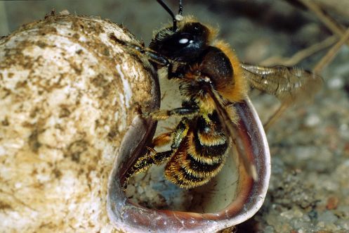 Mauerbiene auf Schneckenhaus