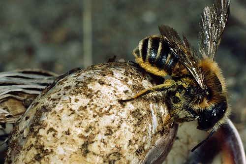 Mauerbiene auf Schneckenhaus