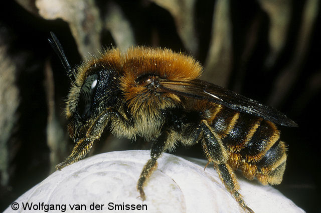 Mauerbiene Osmia aurulenta Weibchen