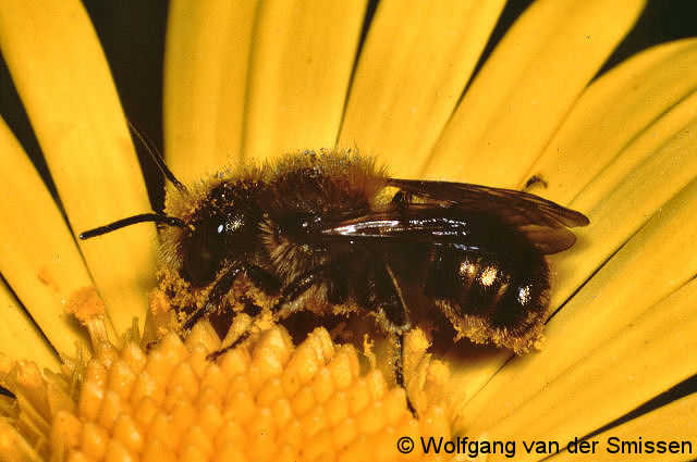 Mauerbiene Osmia caerulescens Männchen