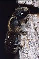 Mauerbiene Osmia caerulescens Weibchen