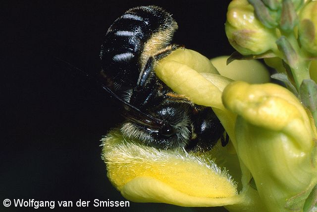 Mauerbiene Osmia claviventris Weibchen