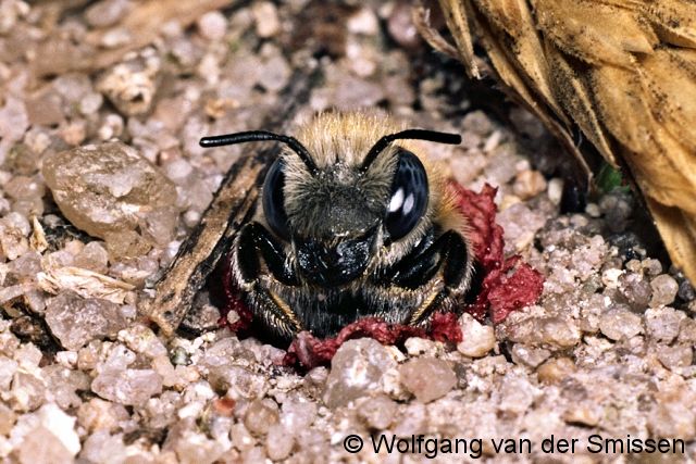 Mauerbiene Osmia papaveris Weibchen