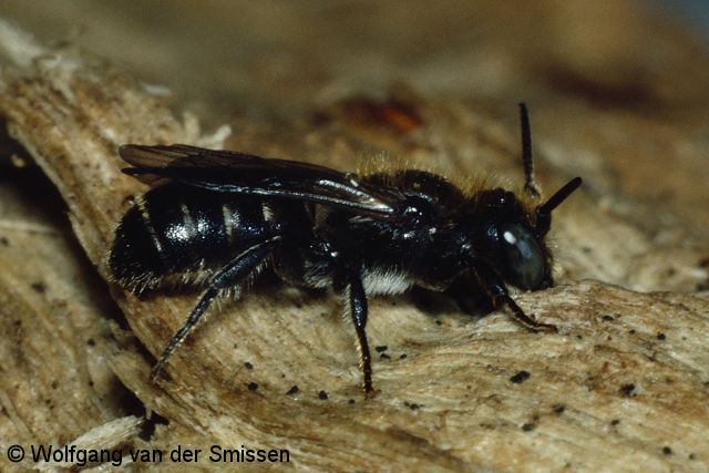 Mauerbiene Osmia leucomelana Männchen