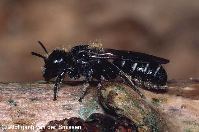 Mauerbiene Osmia leucomelana Weibchen