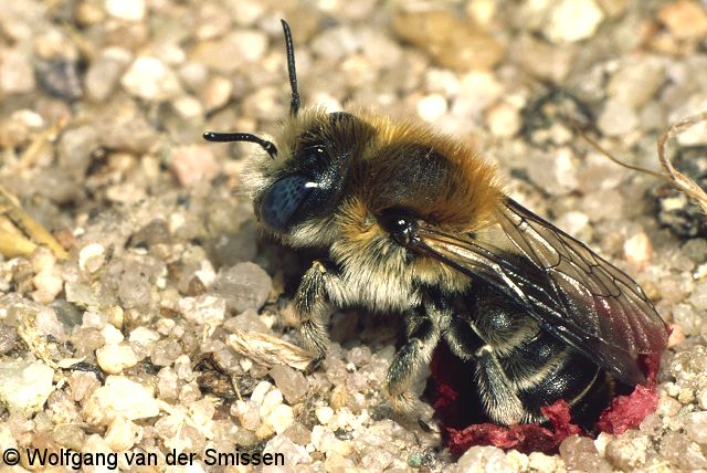 Mauerbiene Osmia papaveris Weibchen