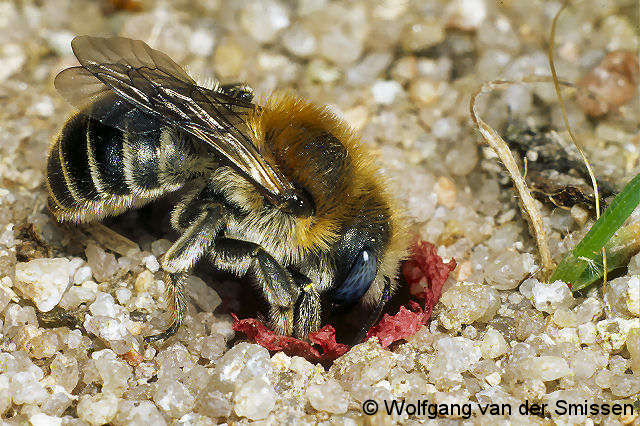 Mauerbiene Osmia papaveris Weibchen