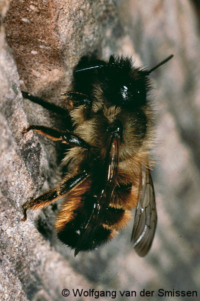 Mauerbiene Osmia bicornis Weibchen