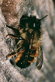 Mauerbiene Osmia bicornis Weibchen