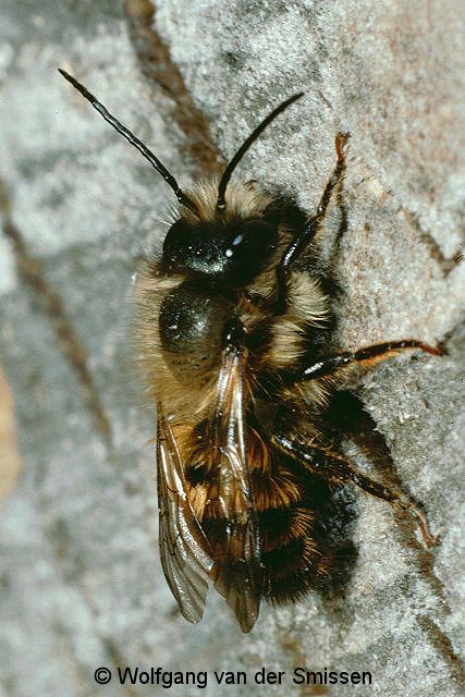 Mauerbiene Osmia bicornis Männchen