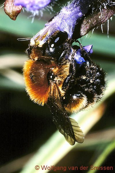 Mauerbiene Osmia uncinata Weibchen