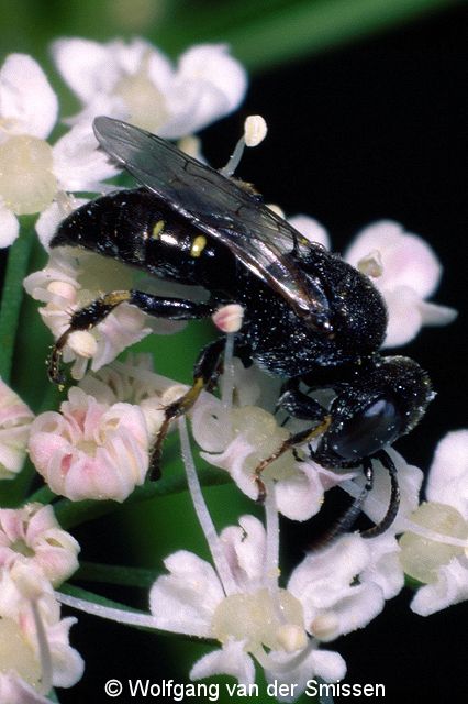 Grabwespe Oxybelus bipunctatus Männchen